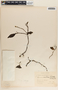 Peperomia macrostachya image