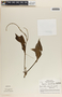 Peperomia macrostachya image