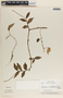 Peperomia macrostachya image