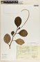Peperomia magnoliifolia image
