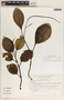 Peperomia magnoliifolia image