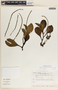 Peperomia magnoliifolia image