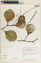 Peperomia magnoliifolia image