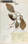 Peperomia magnoliifolia image