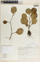 Peperomia magnoliifolia image