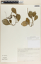 Peperomia magnoliifolia image