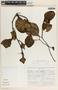 Peperomia magnoliifolia image