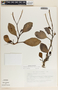Peperomia magnoliifolia image