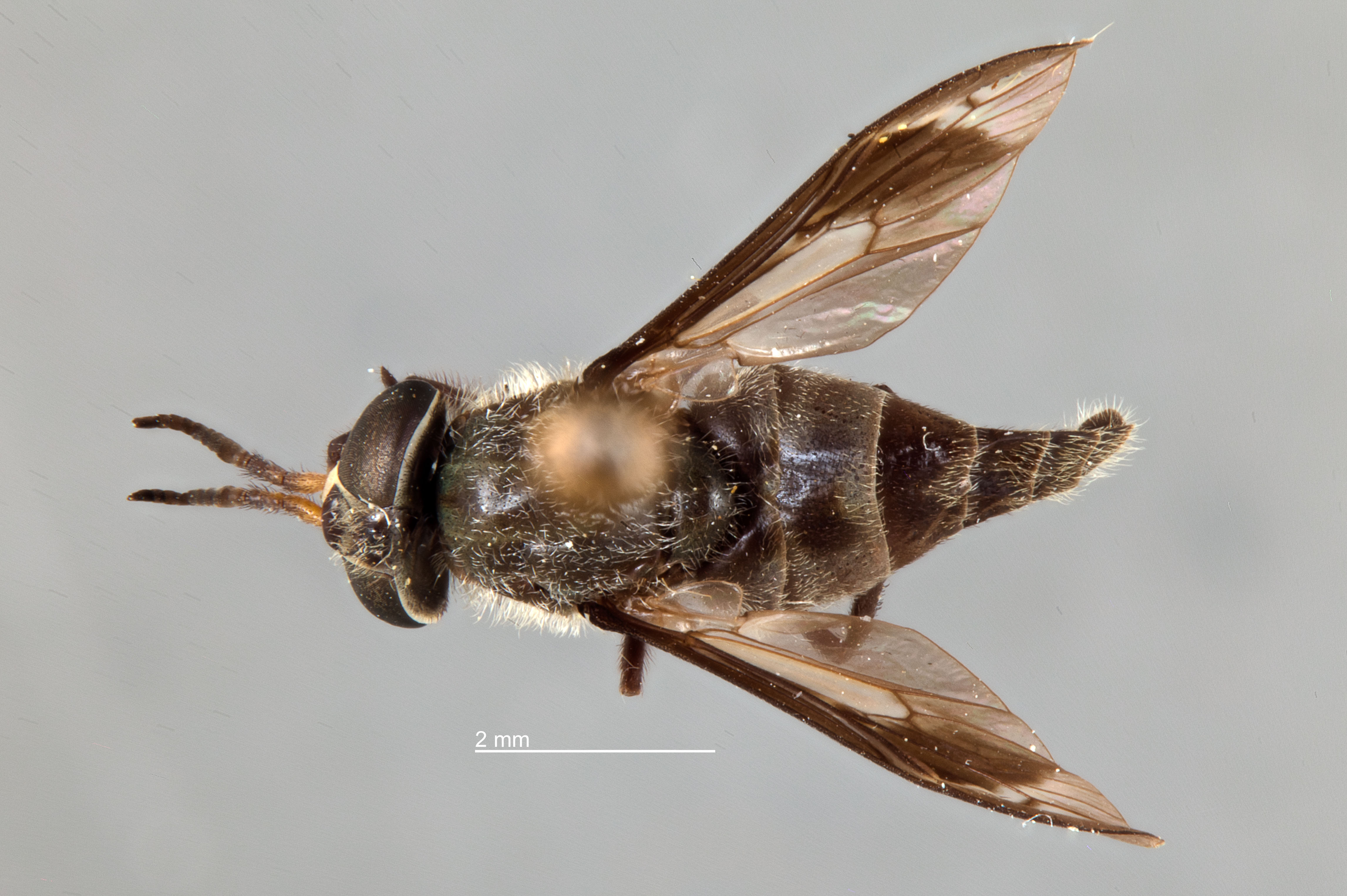 Chrysops brimleyi