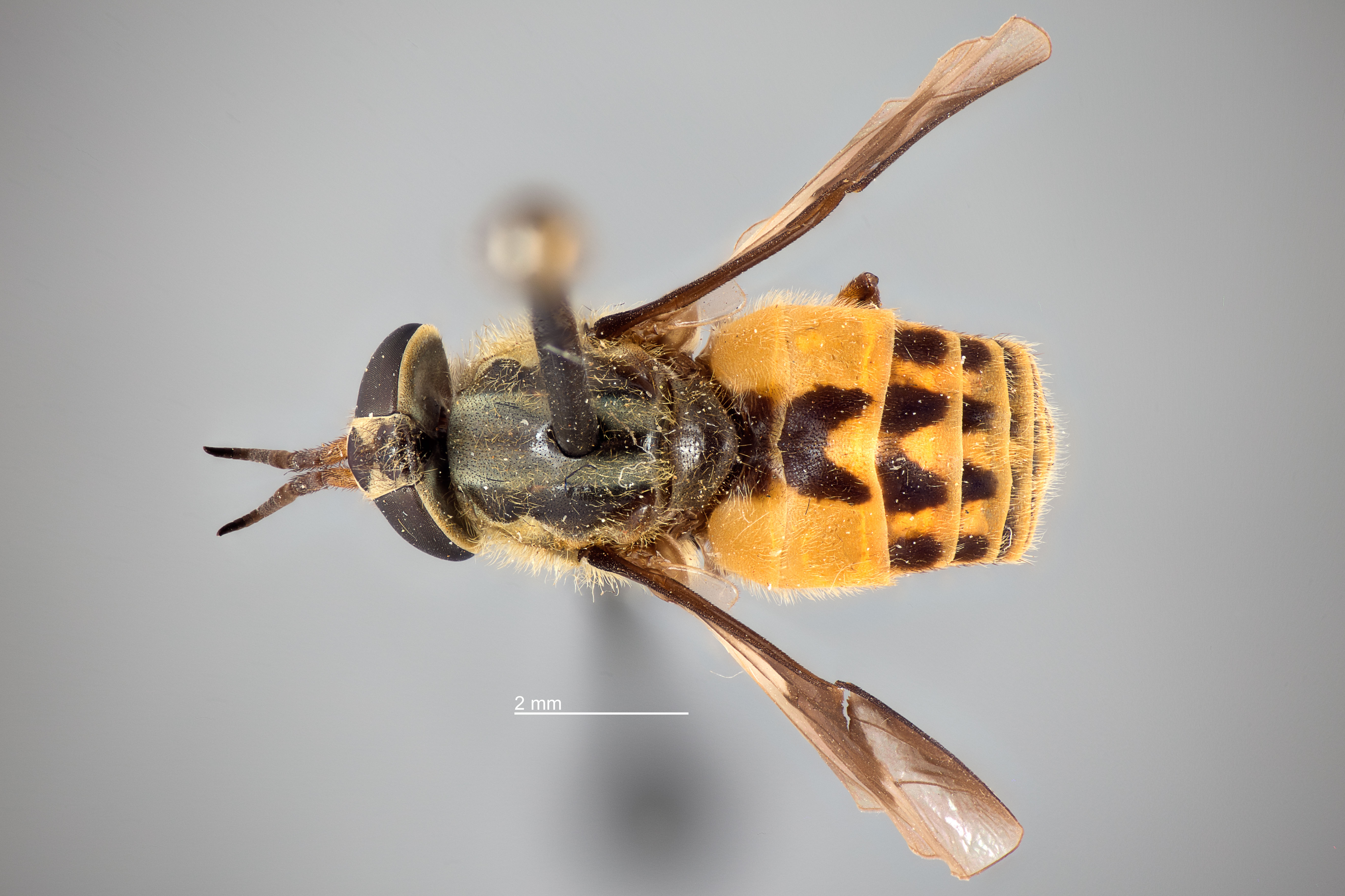 Chrysops furcatus