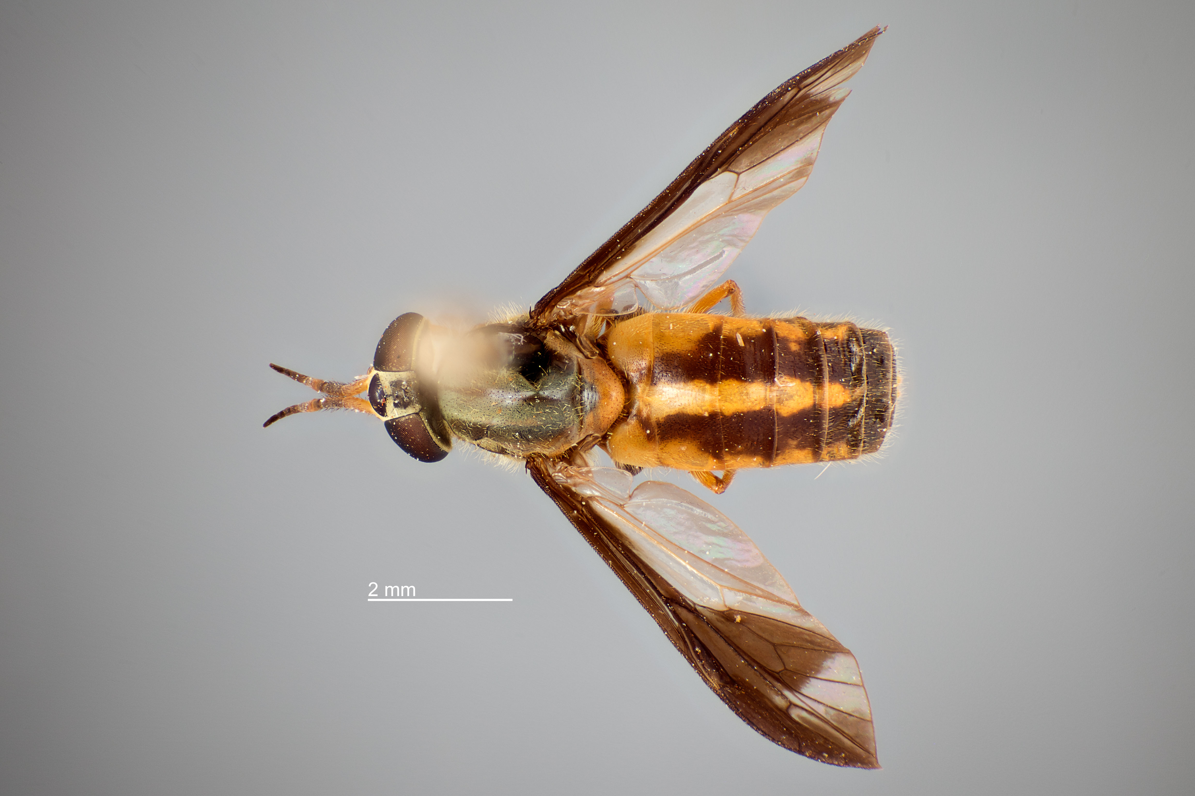 Chrysops macquarti thumbnail