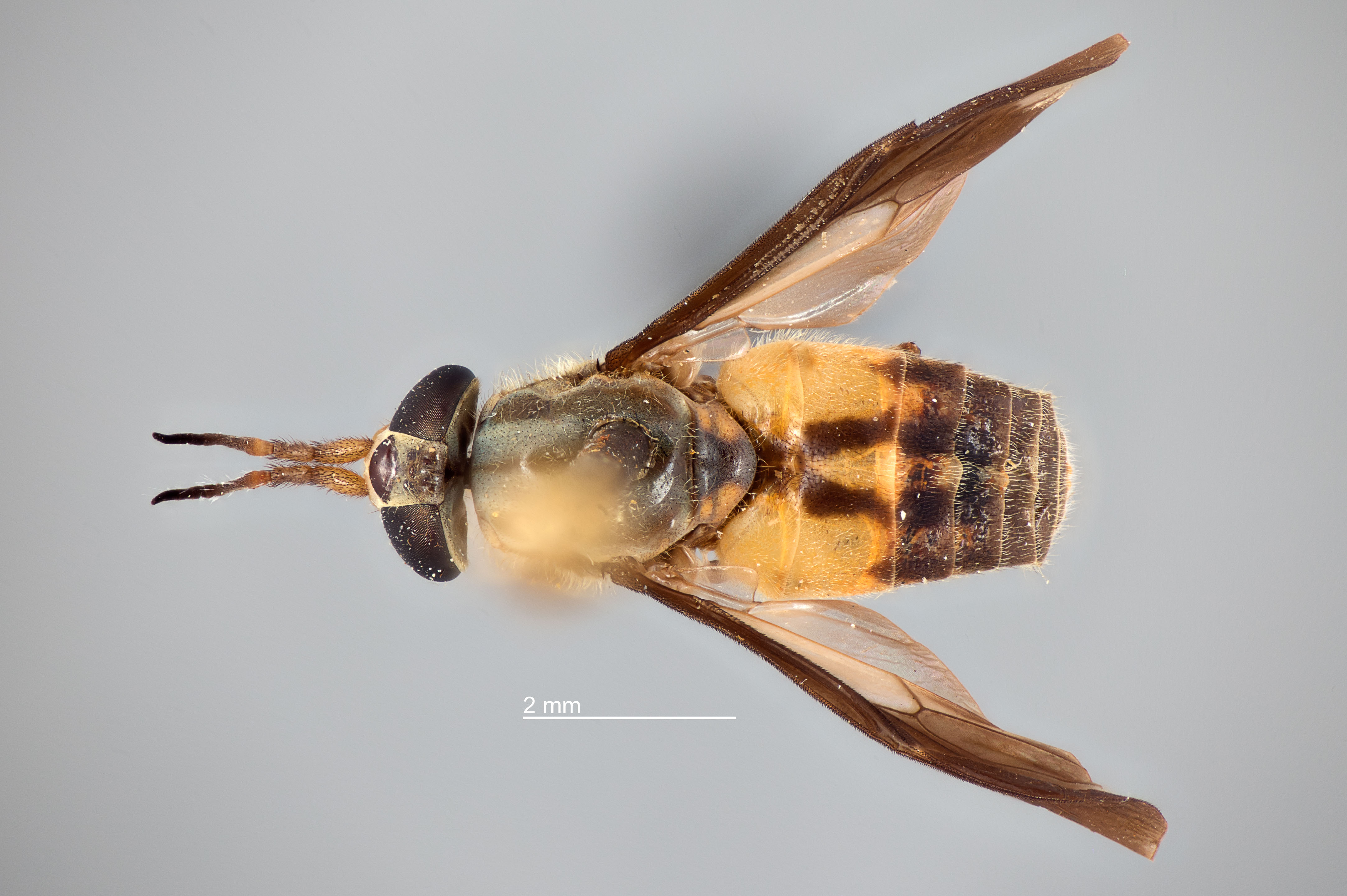 Chrysops moechus thumbnail