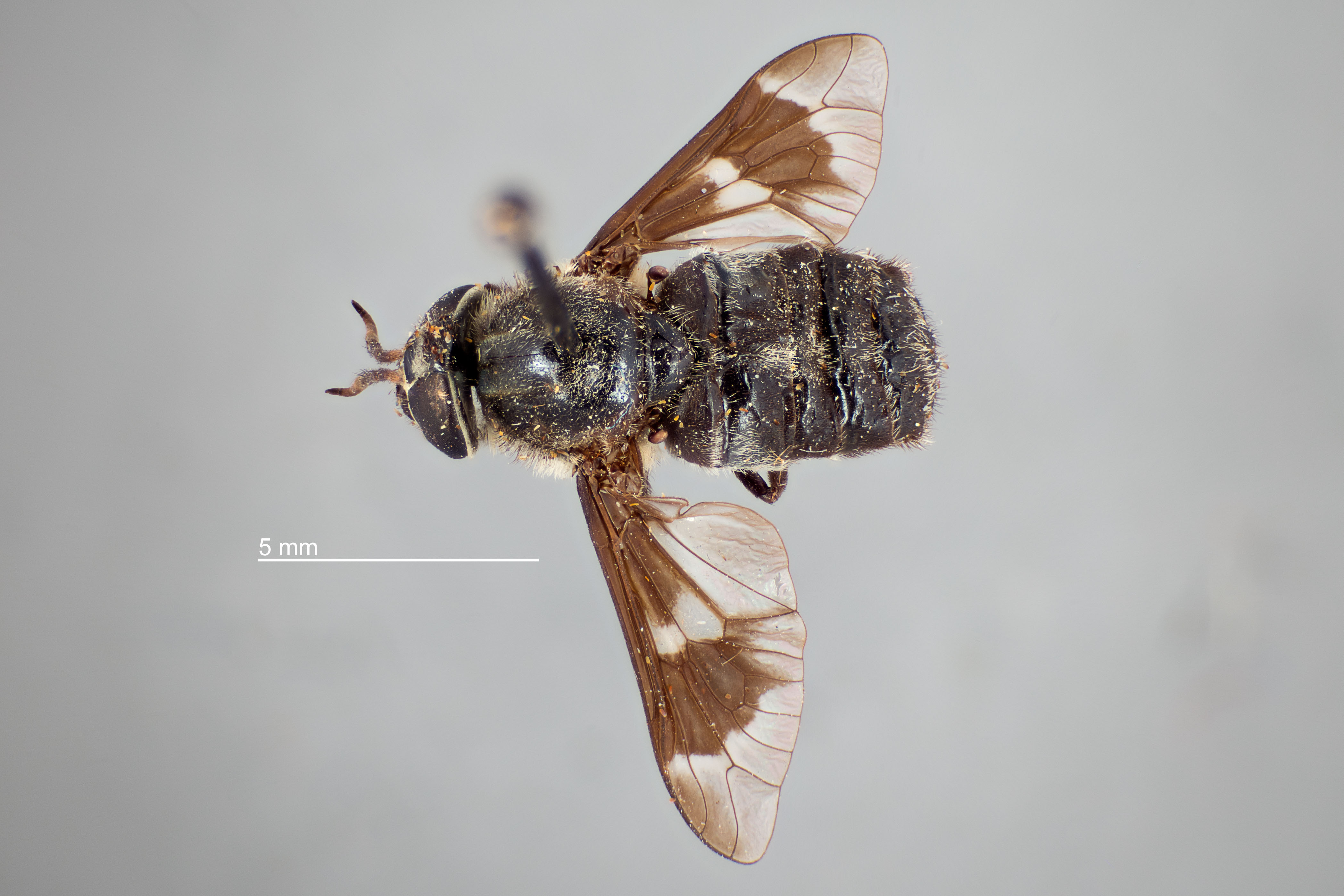 Chrysops noctifer