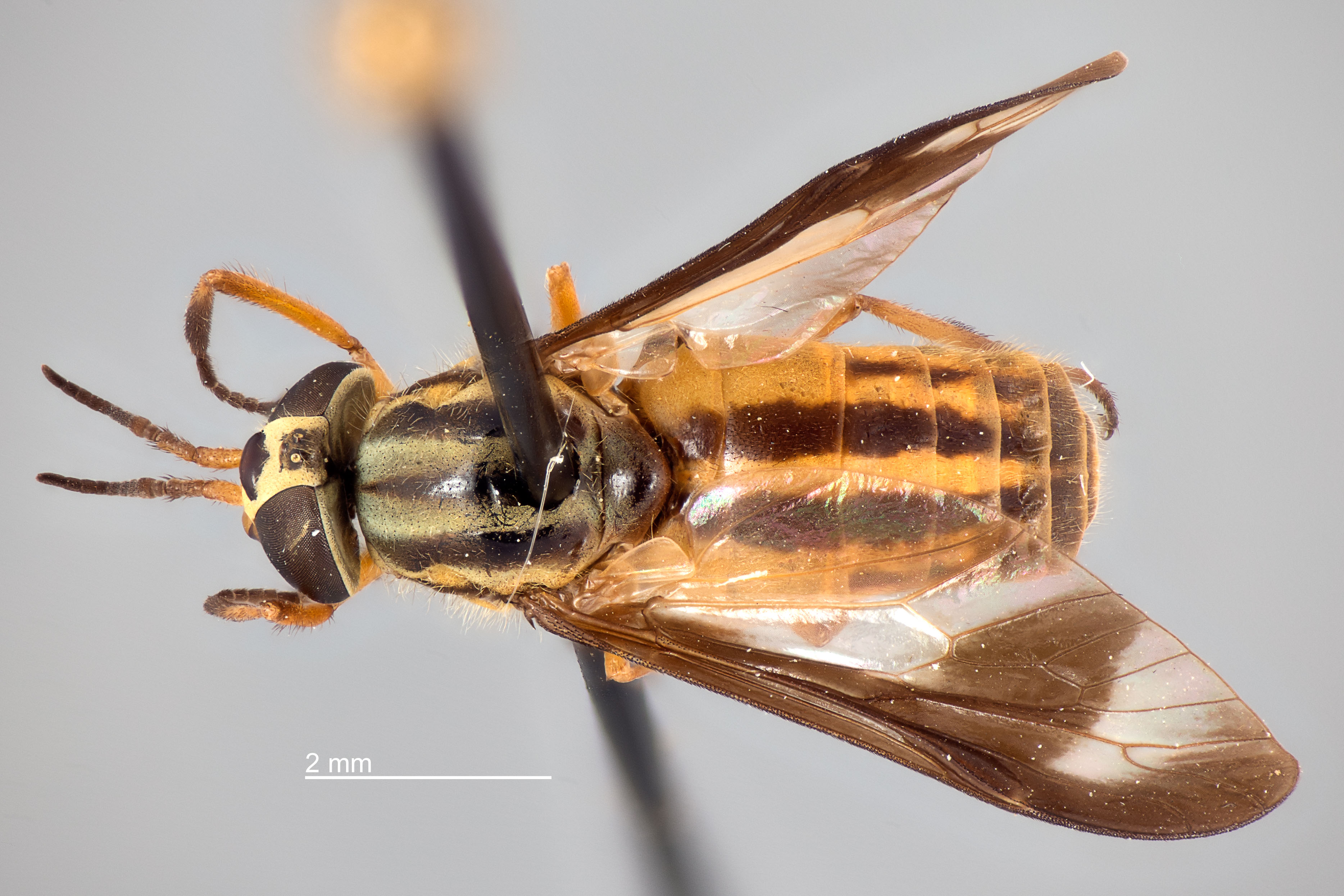 Chrysops pikei