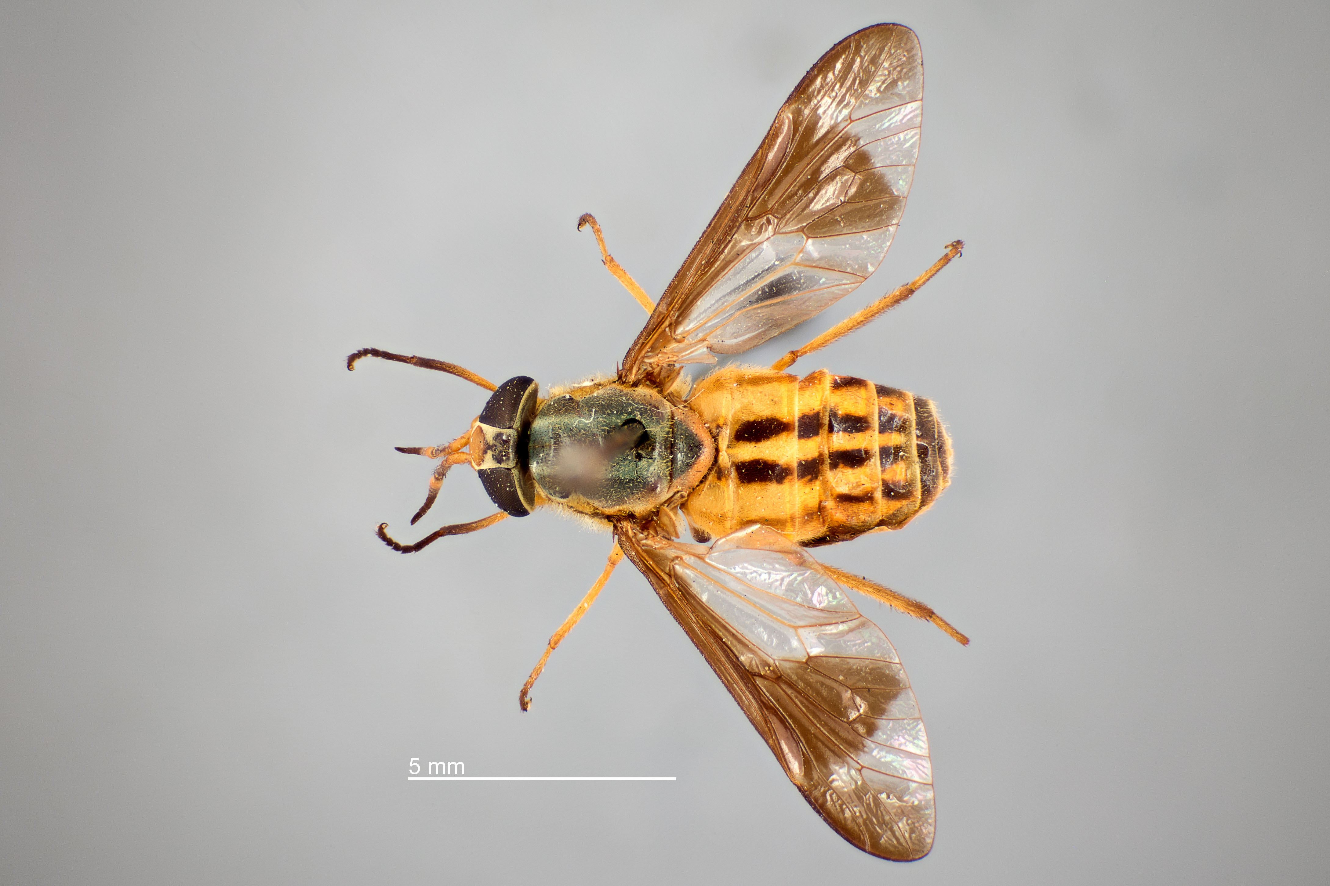 Chrysops striatus thumbnail