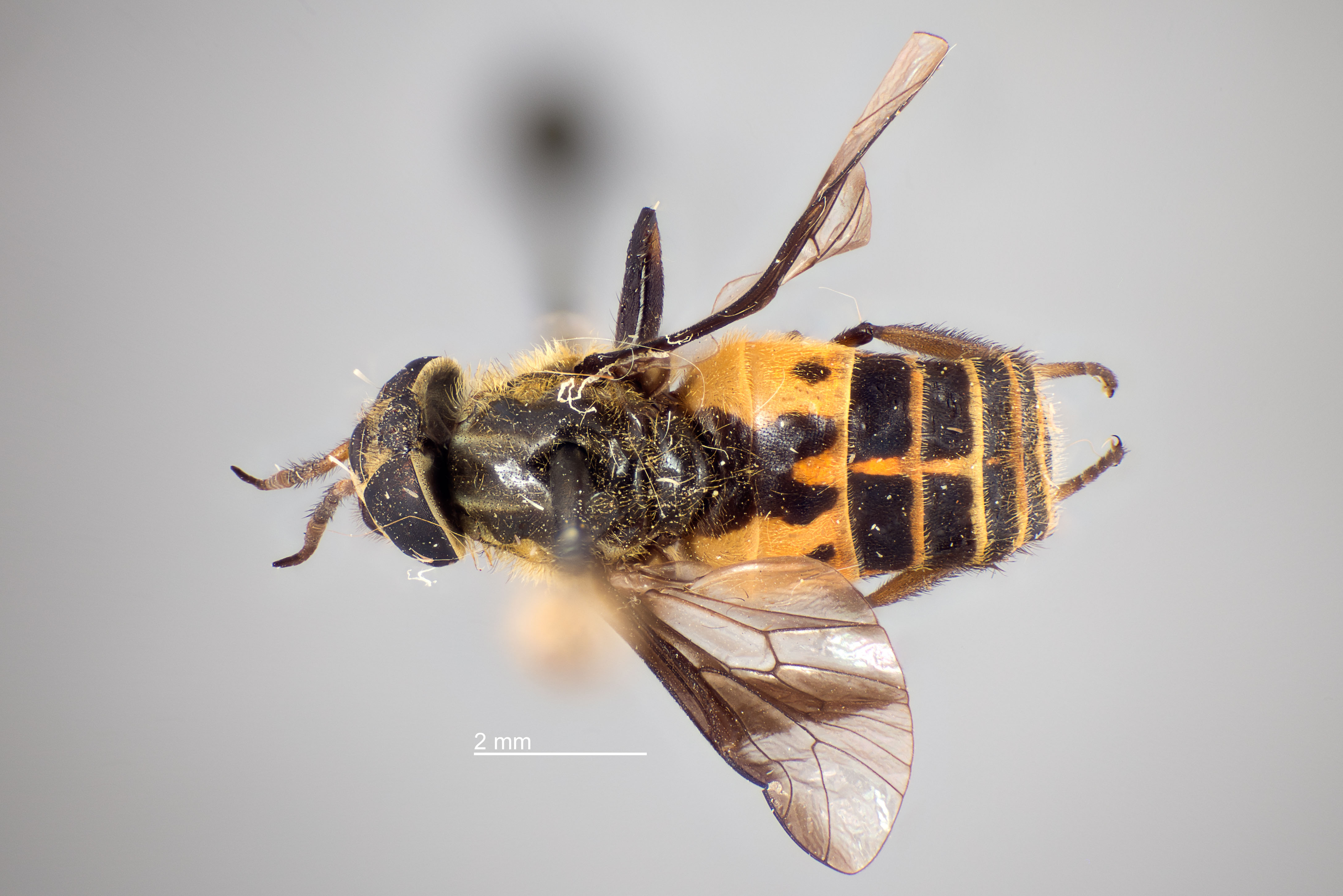 Chrysops surdus