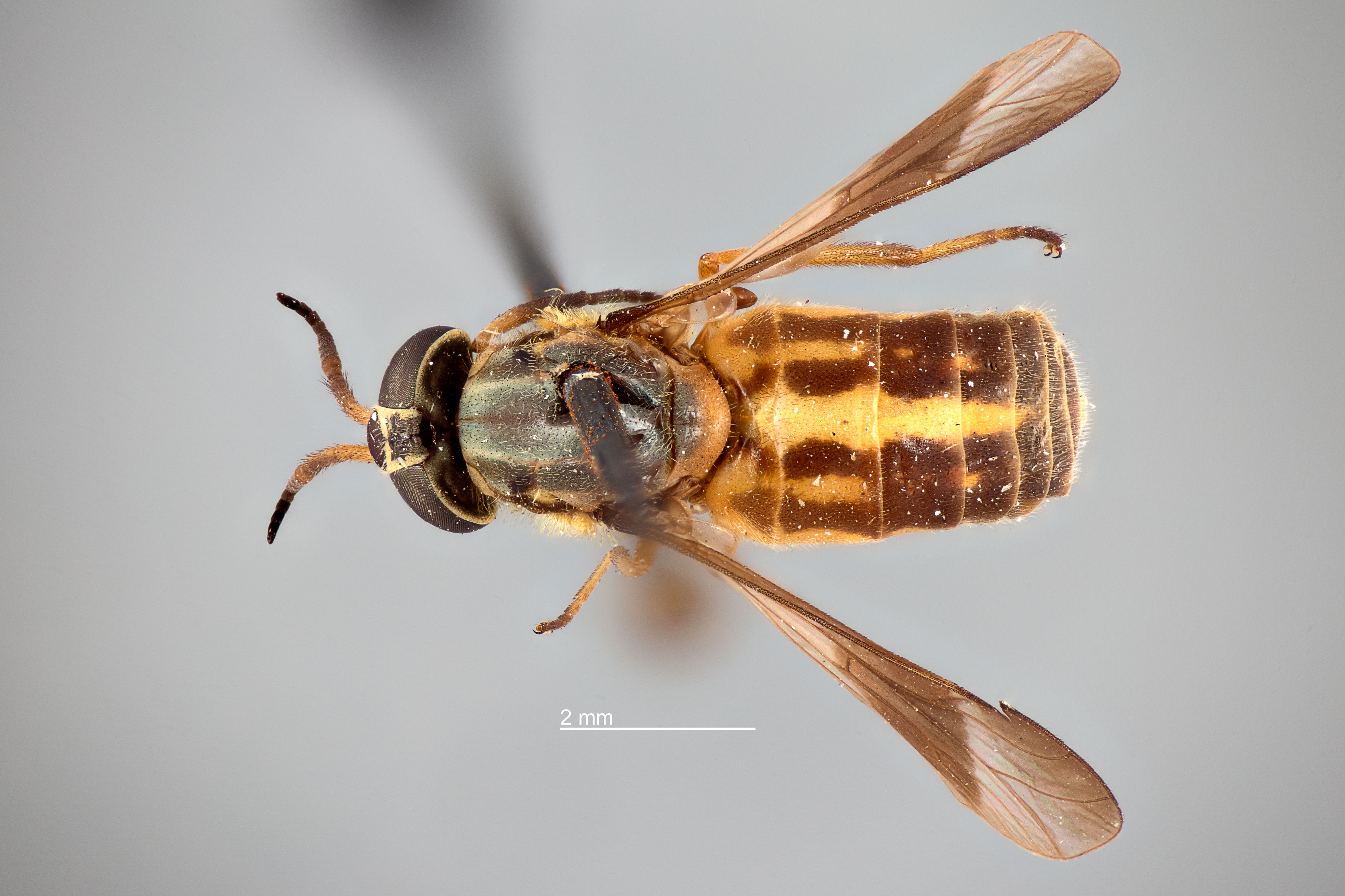 Chrysops univittatus thumbnail