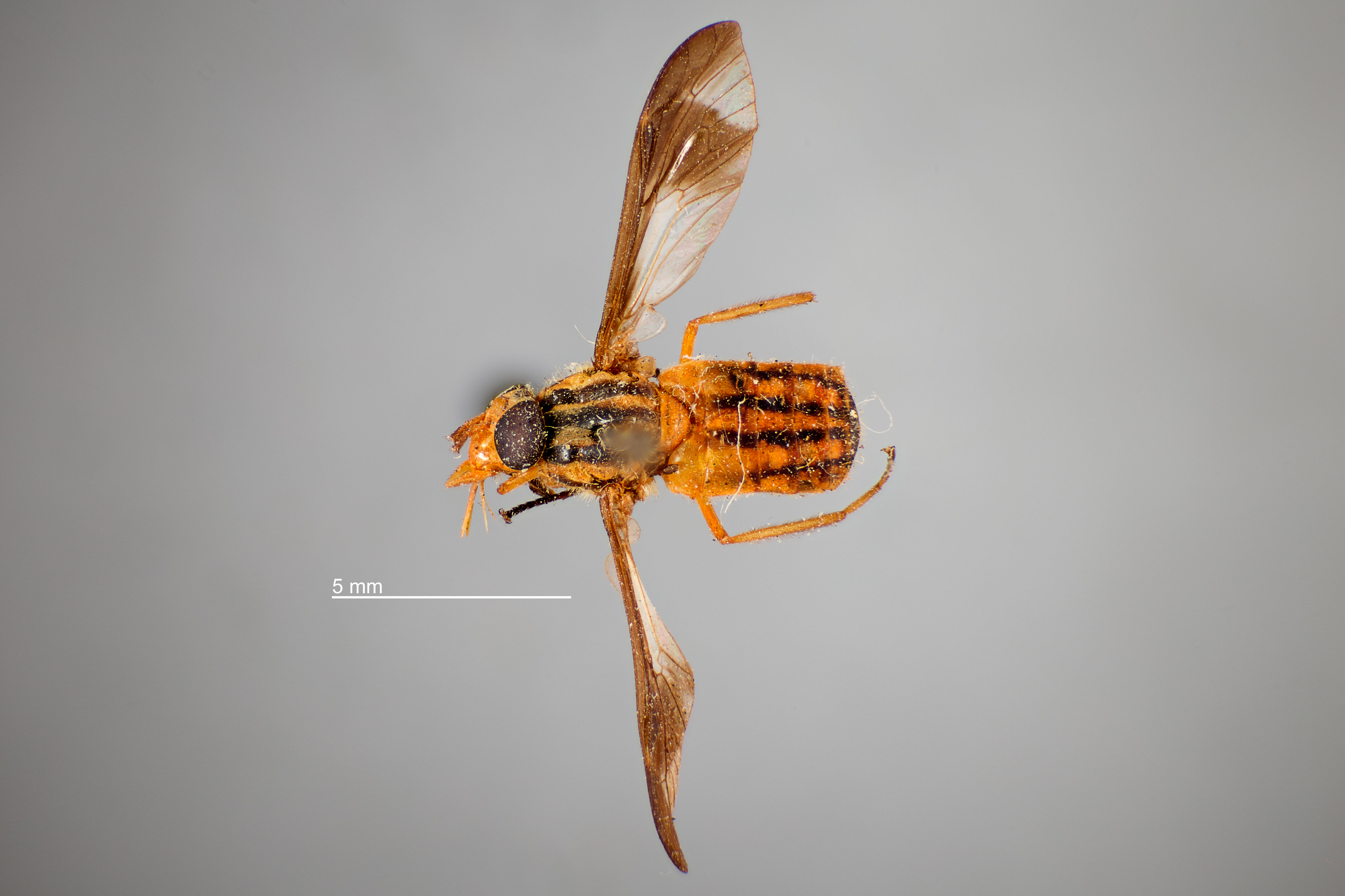 Chrysops vittatus