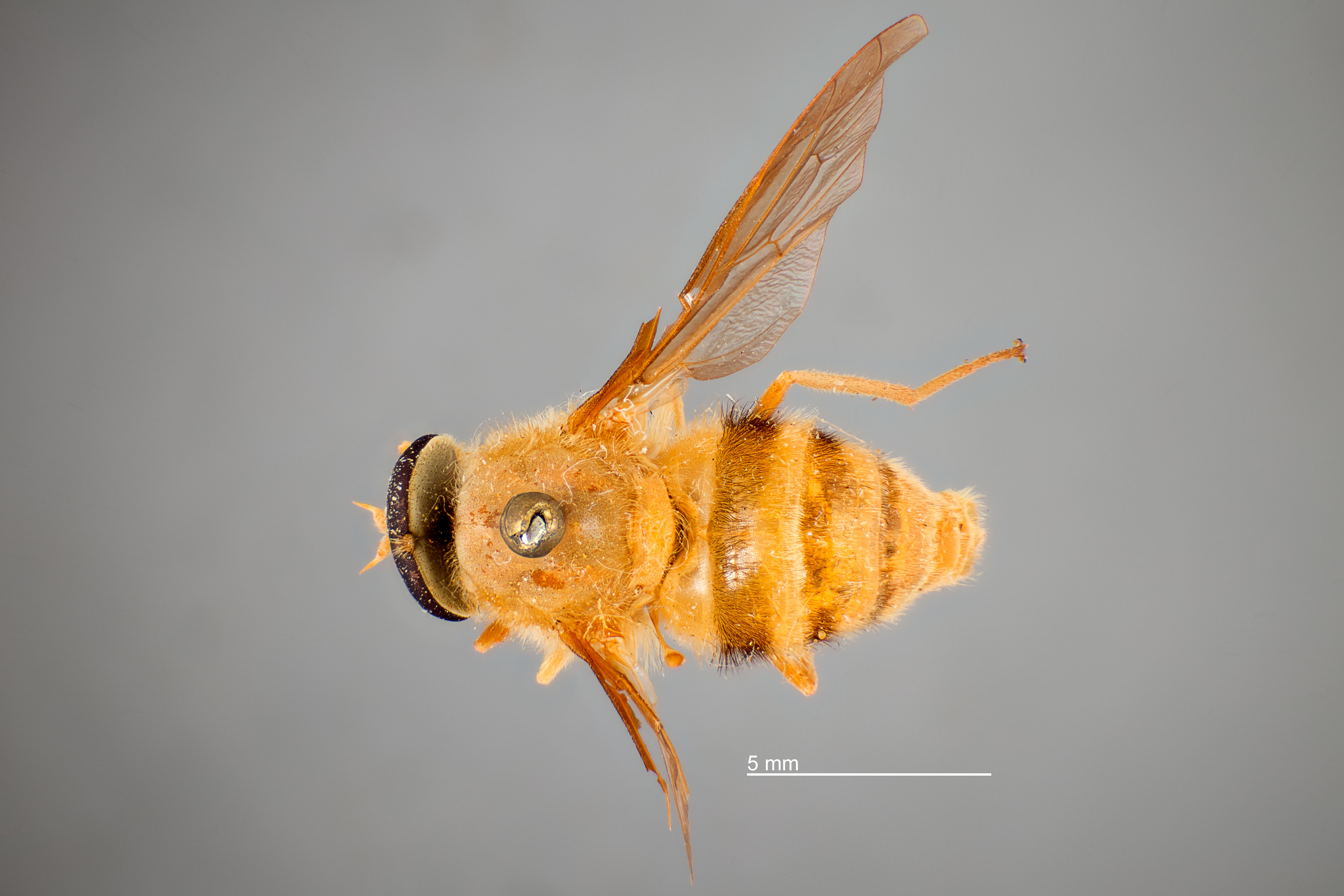 Pegasomyia