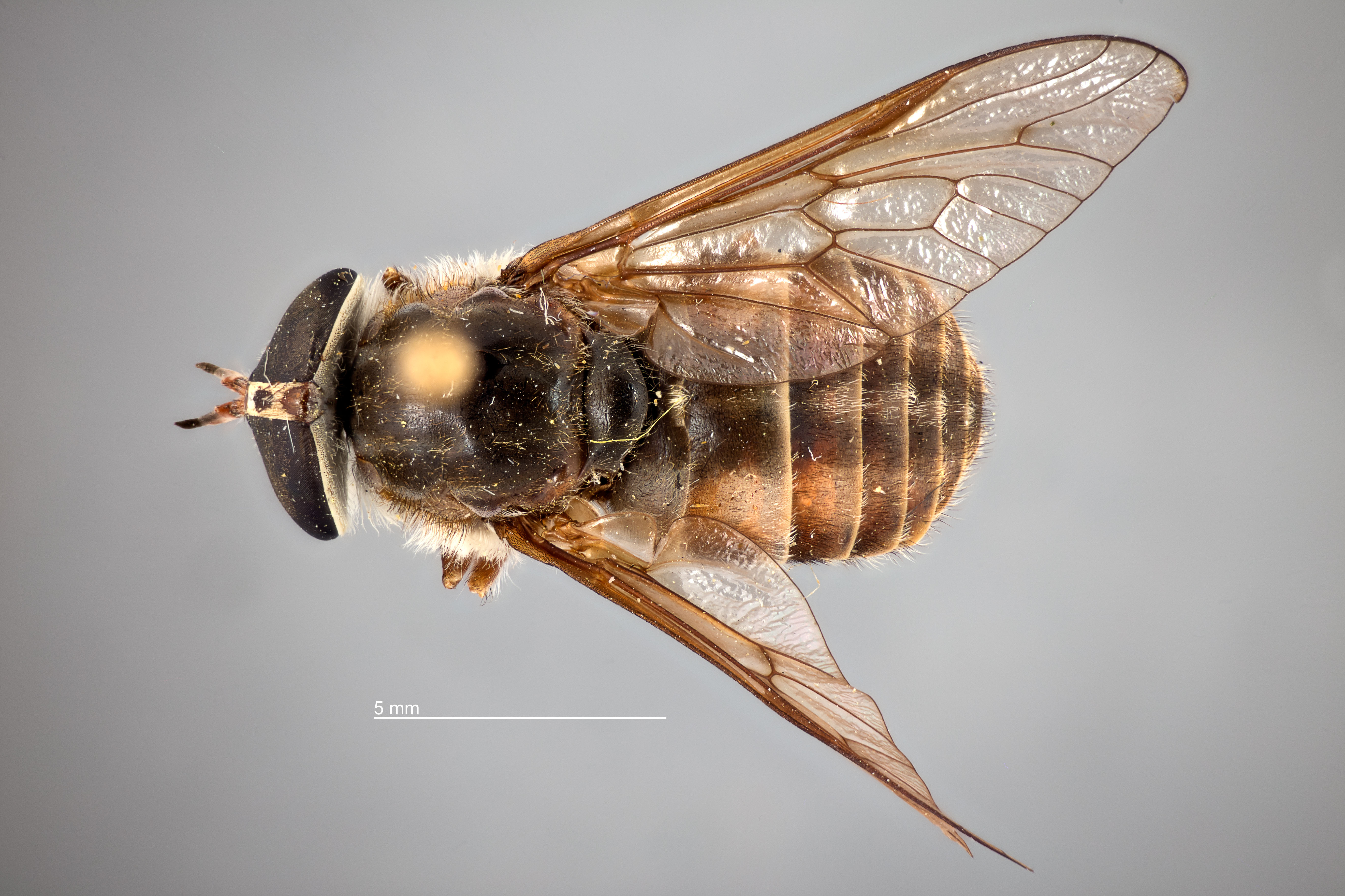 Hybomitra difficilis