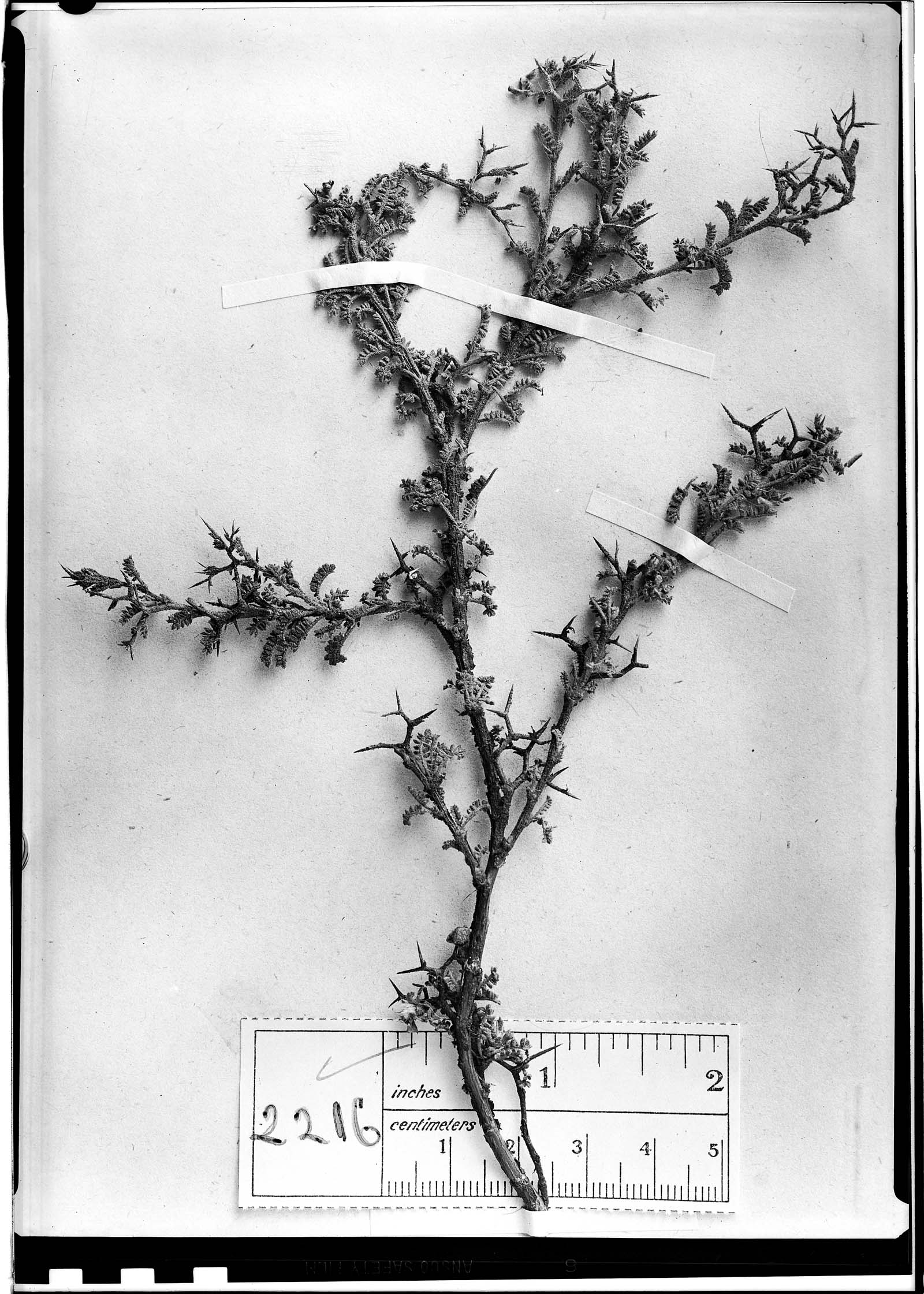 Adesmia polyphylla image