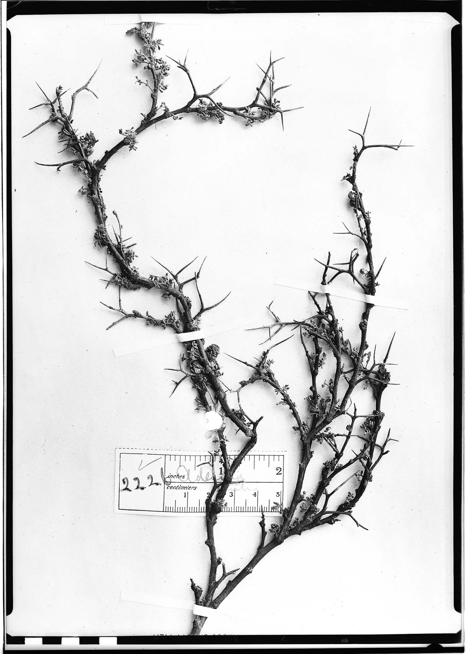 Adesmia sentis image