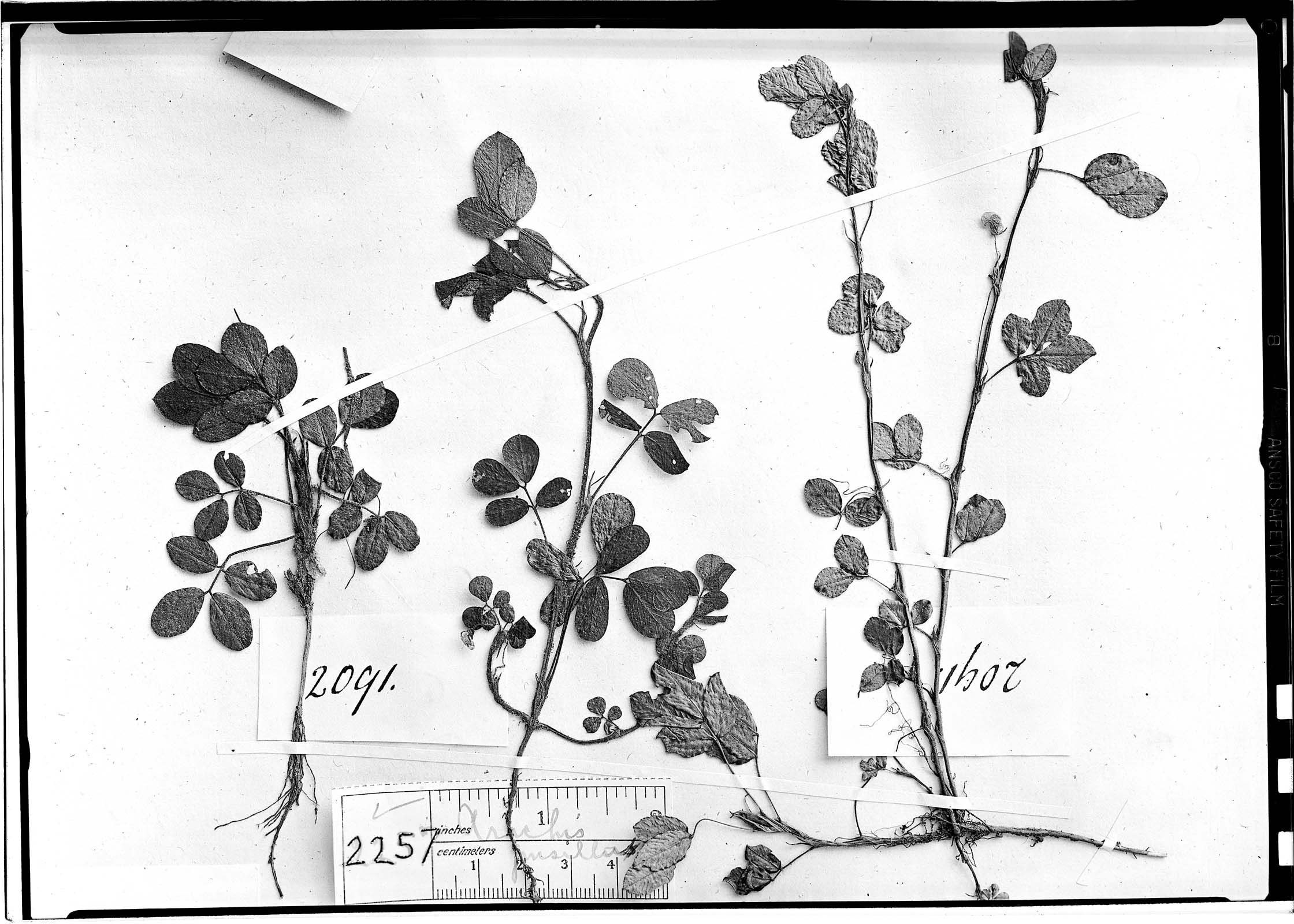 Arachis pusilla image