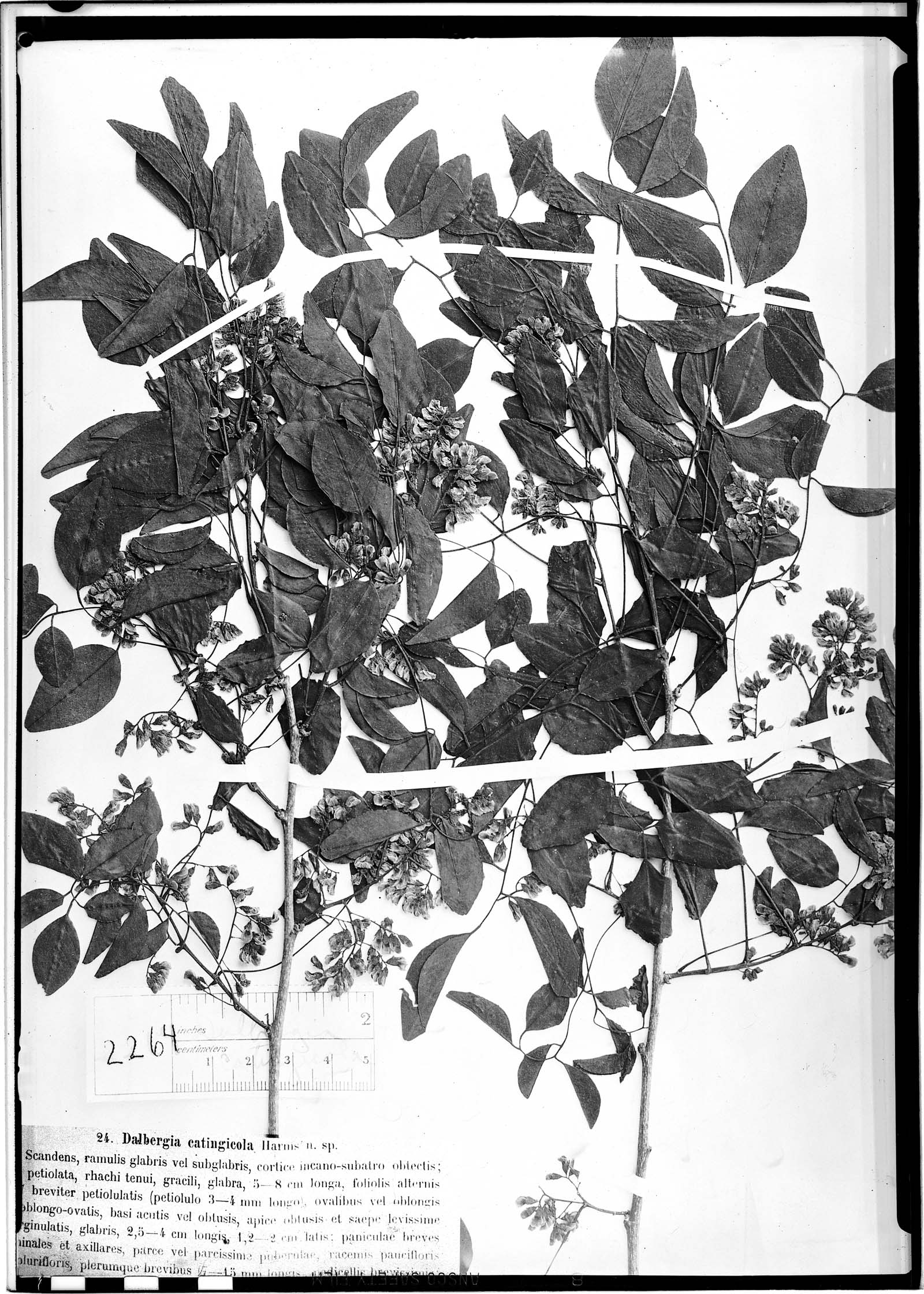 Dalbergia catingicola image