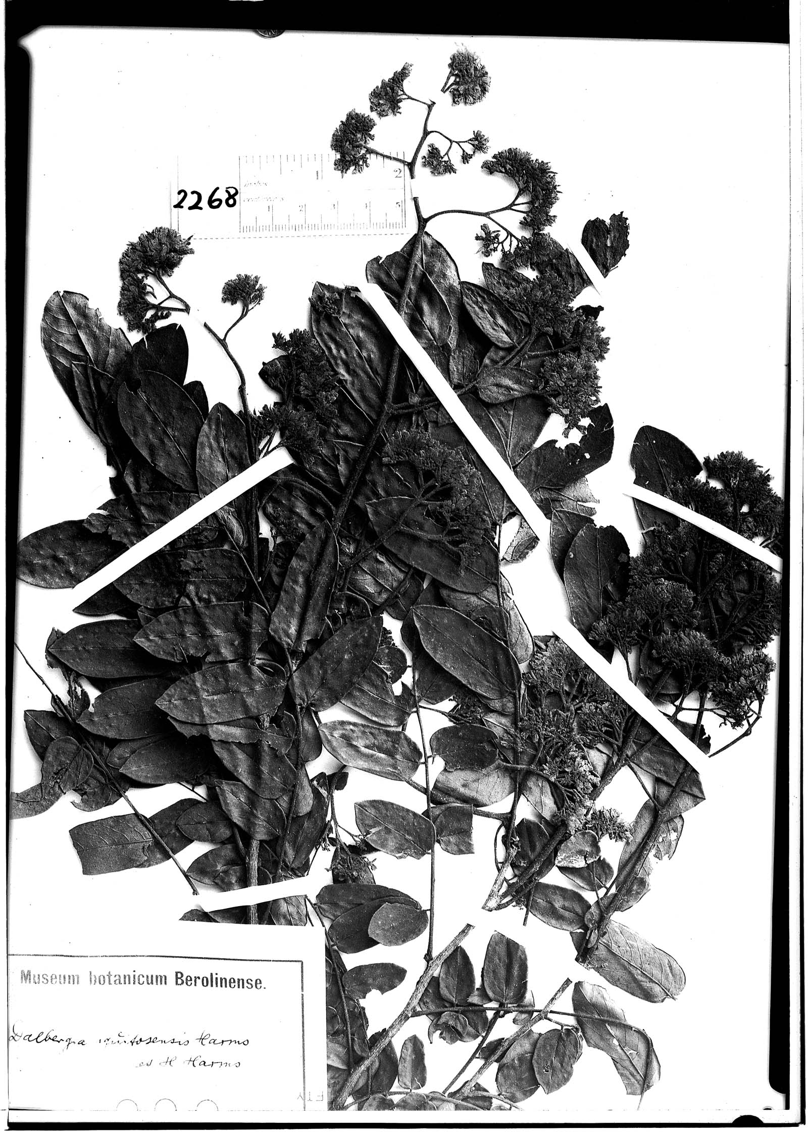 Dalbergia iquitosensis image