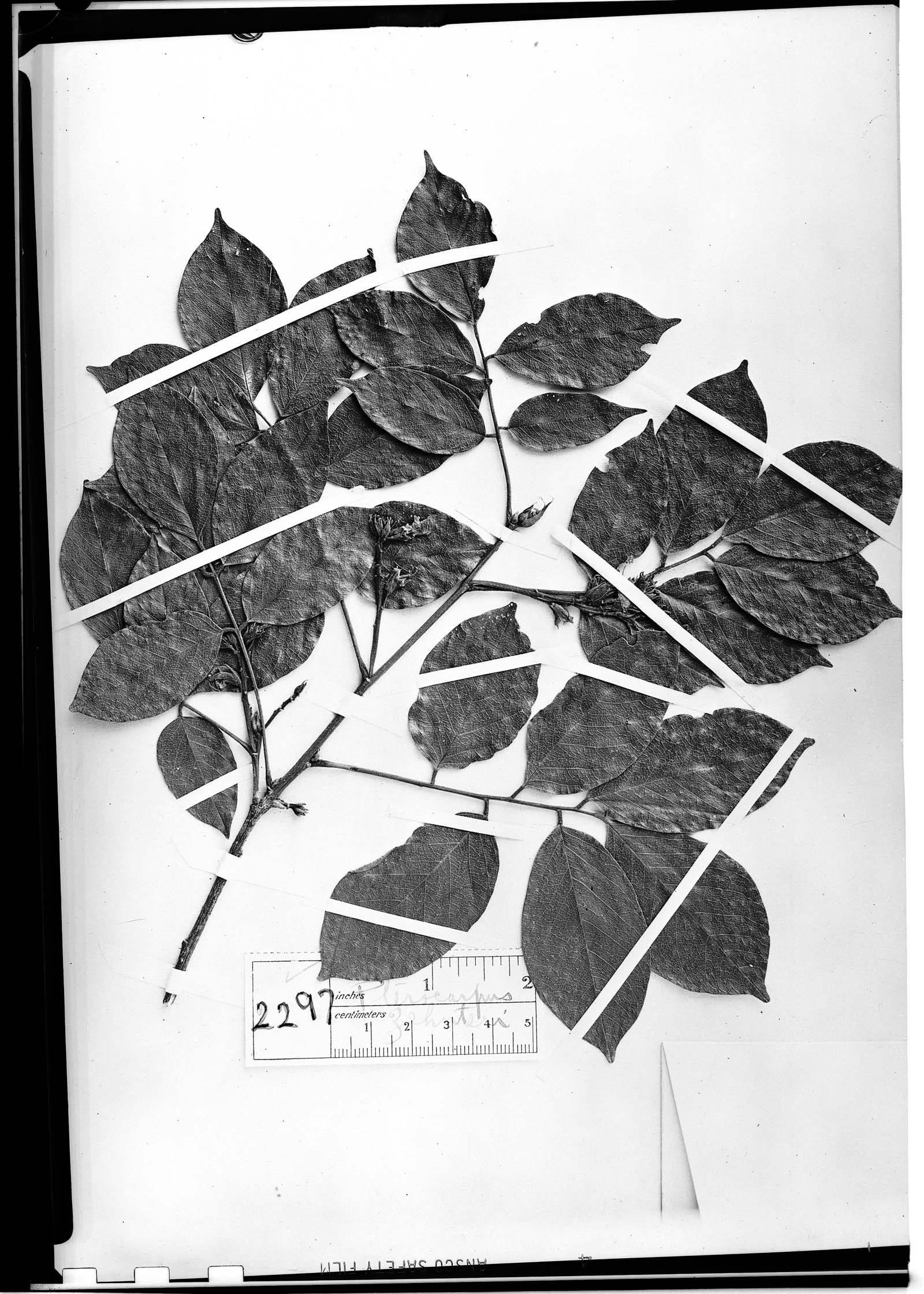 Pterocarpus zehntneri image