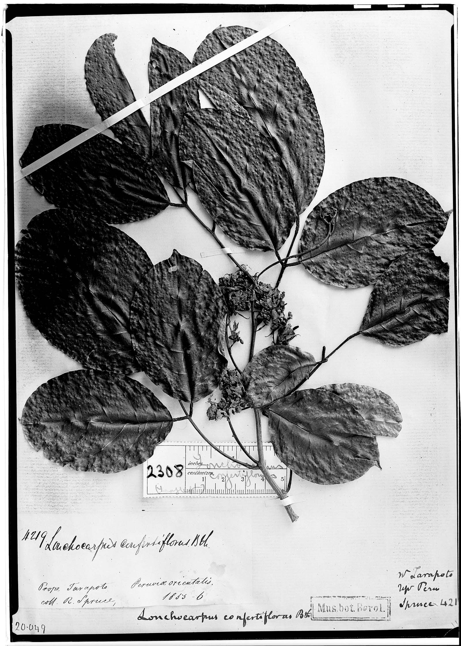 Lonchocarpus confertiflorus image