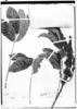 Lonchocarpus costatus image