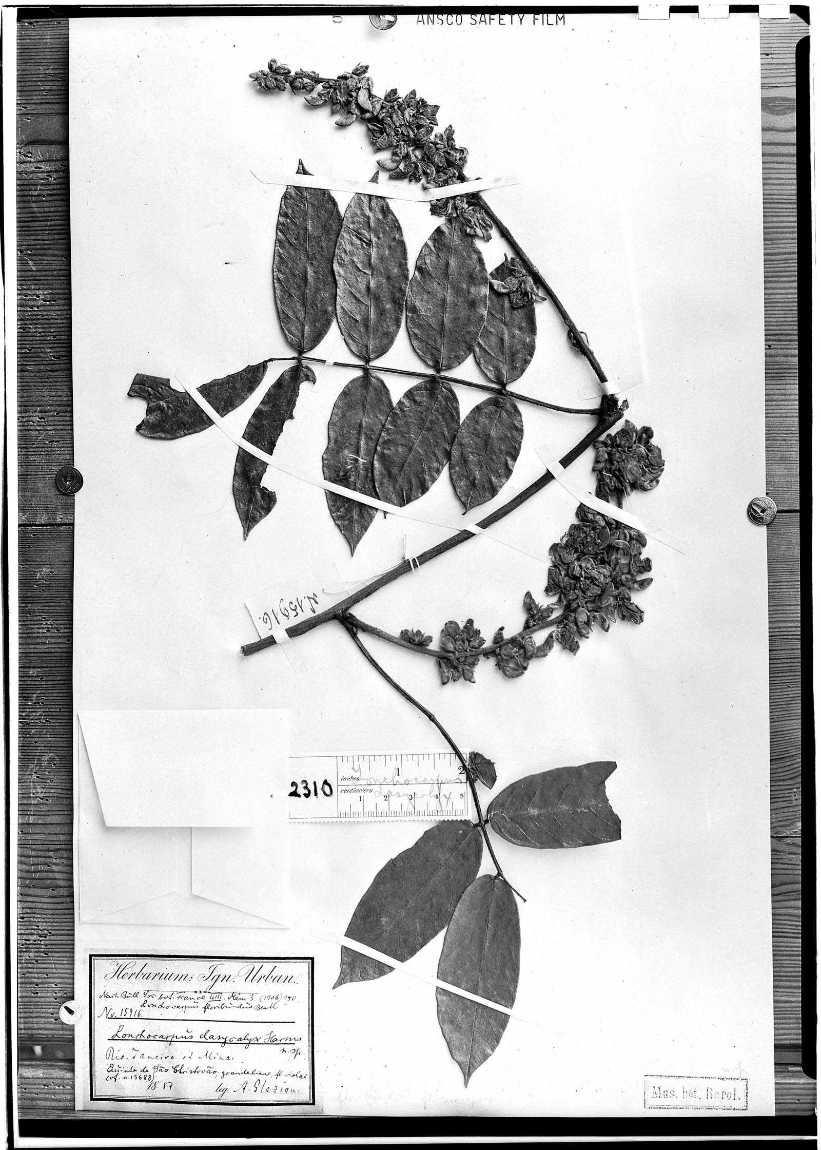 Lonchocarpus dasycalyx image