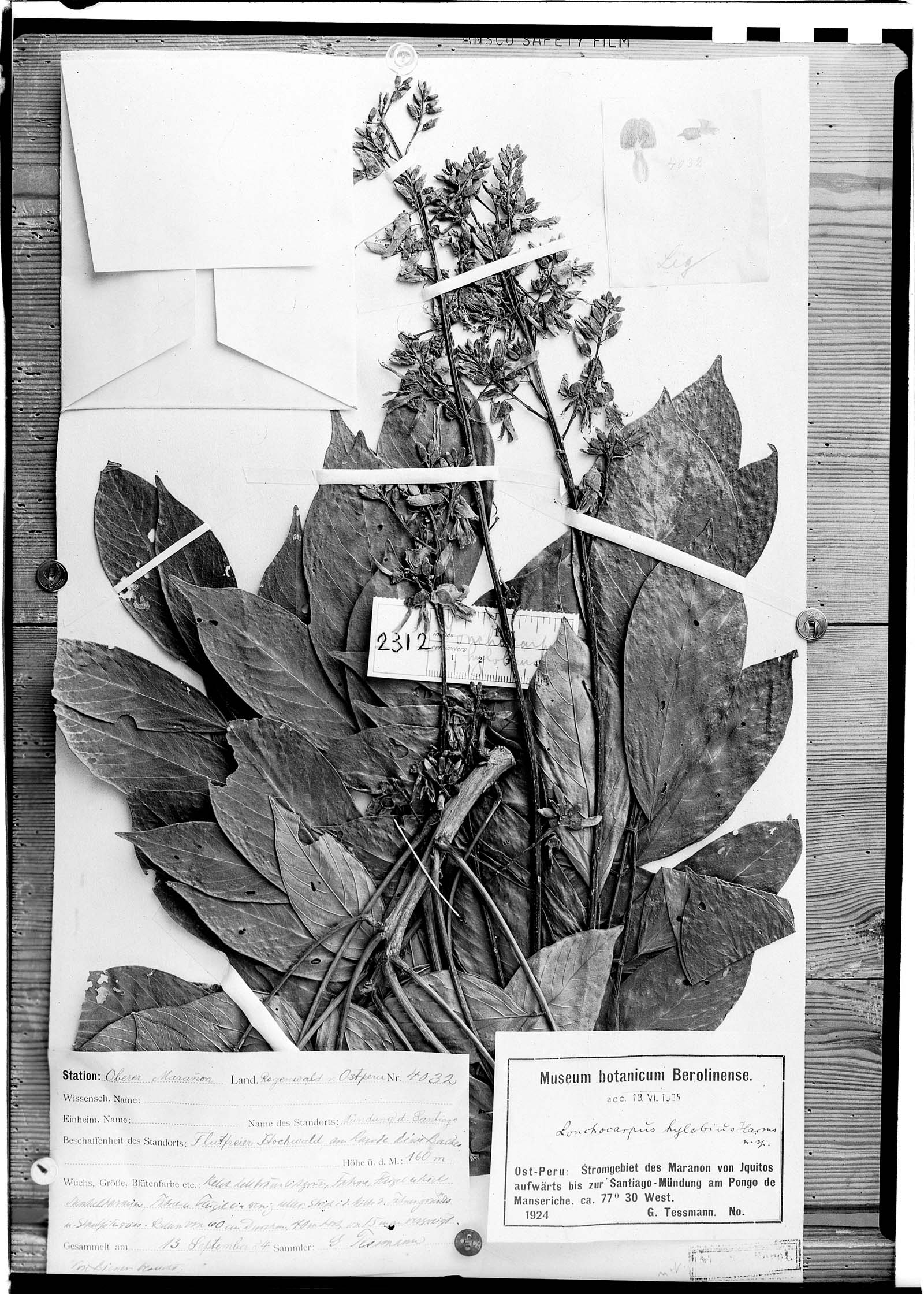 Lonchocarpus hylobius image