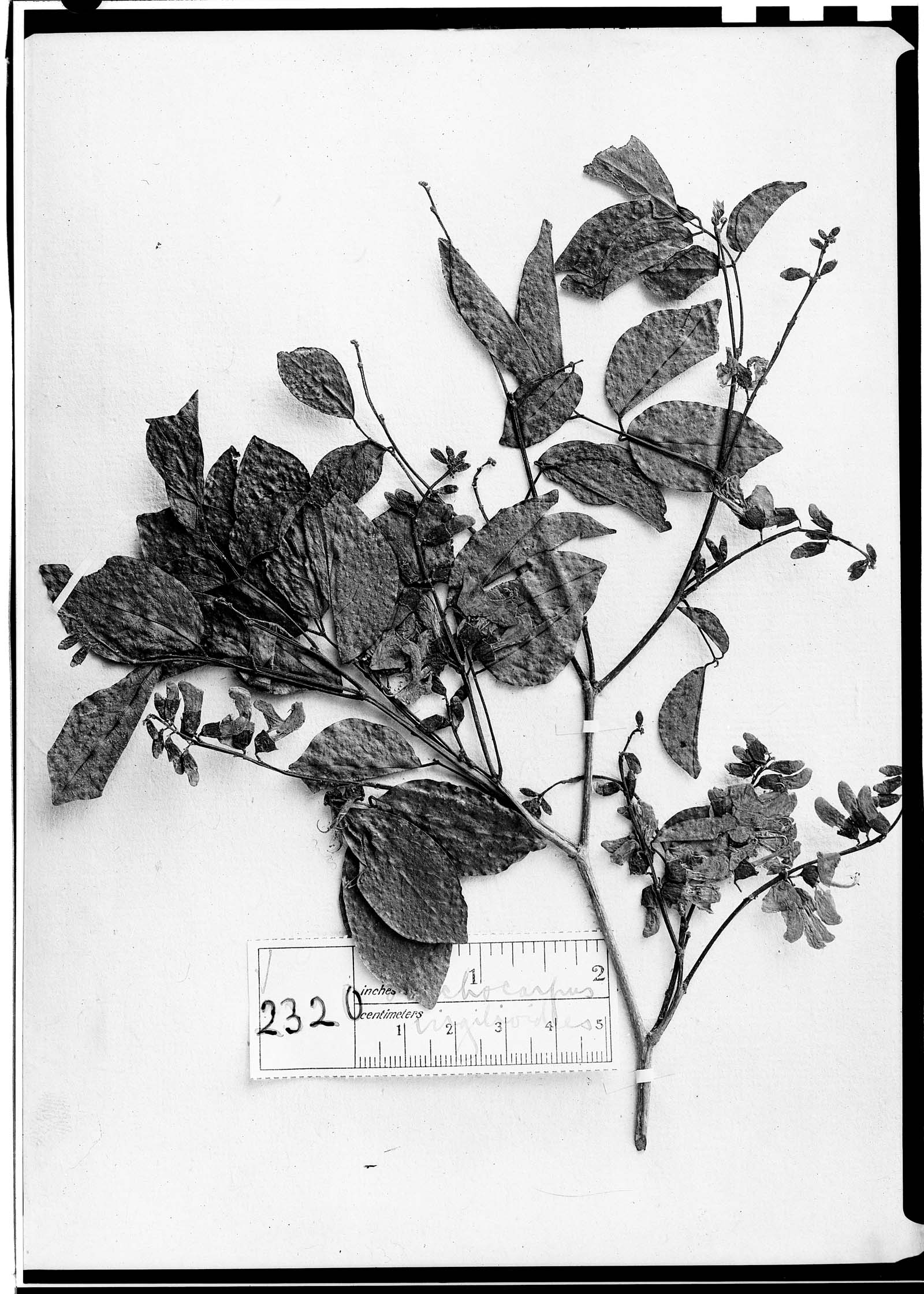 Lonchocarpus virgilioides image