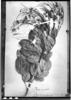 Taralea reticulata image