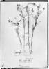 Vicia setifolia image