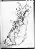 Vicia stenophylla image
