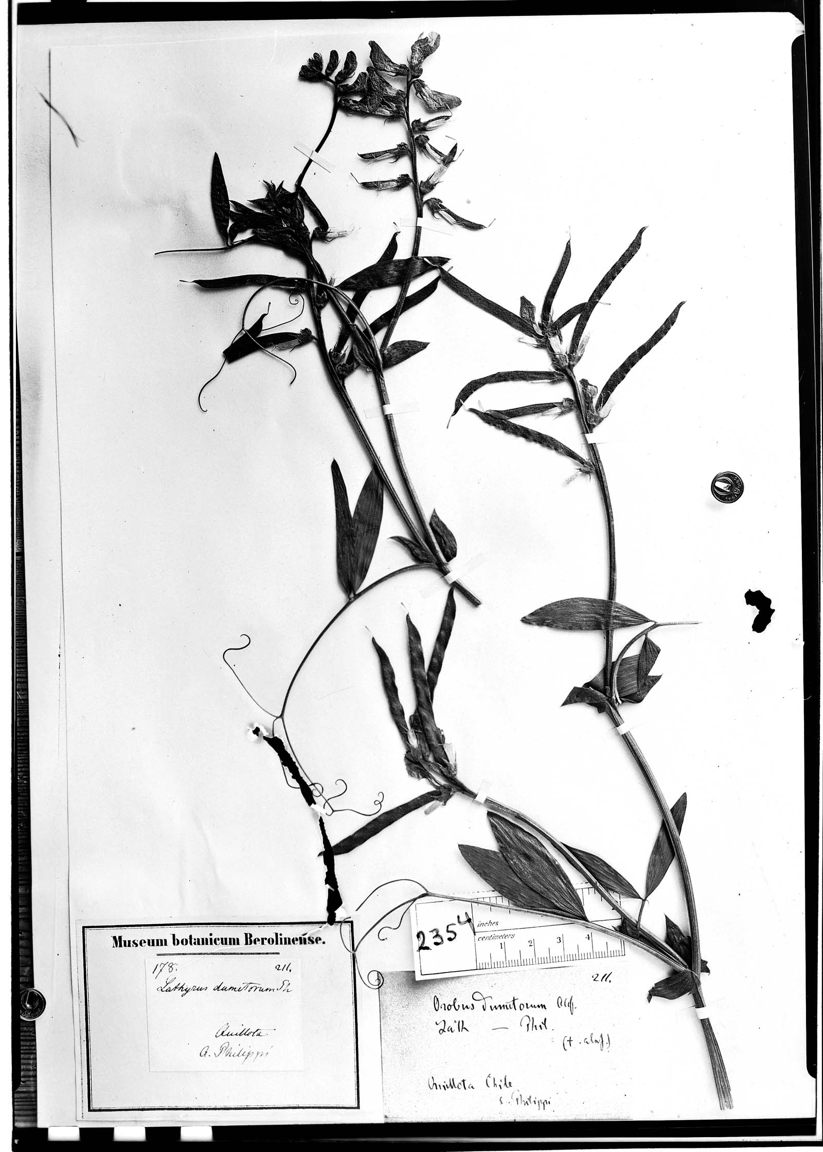 Lathyrus dumetorum image