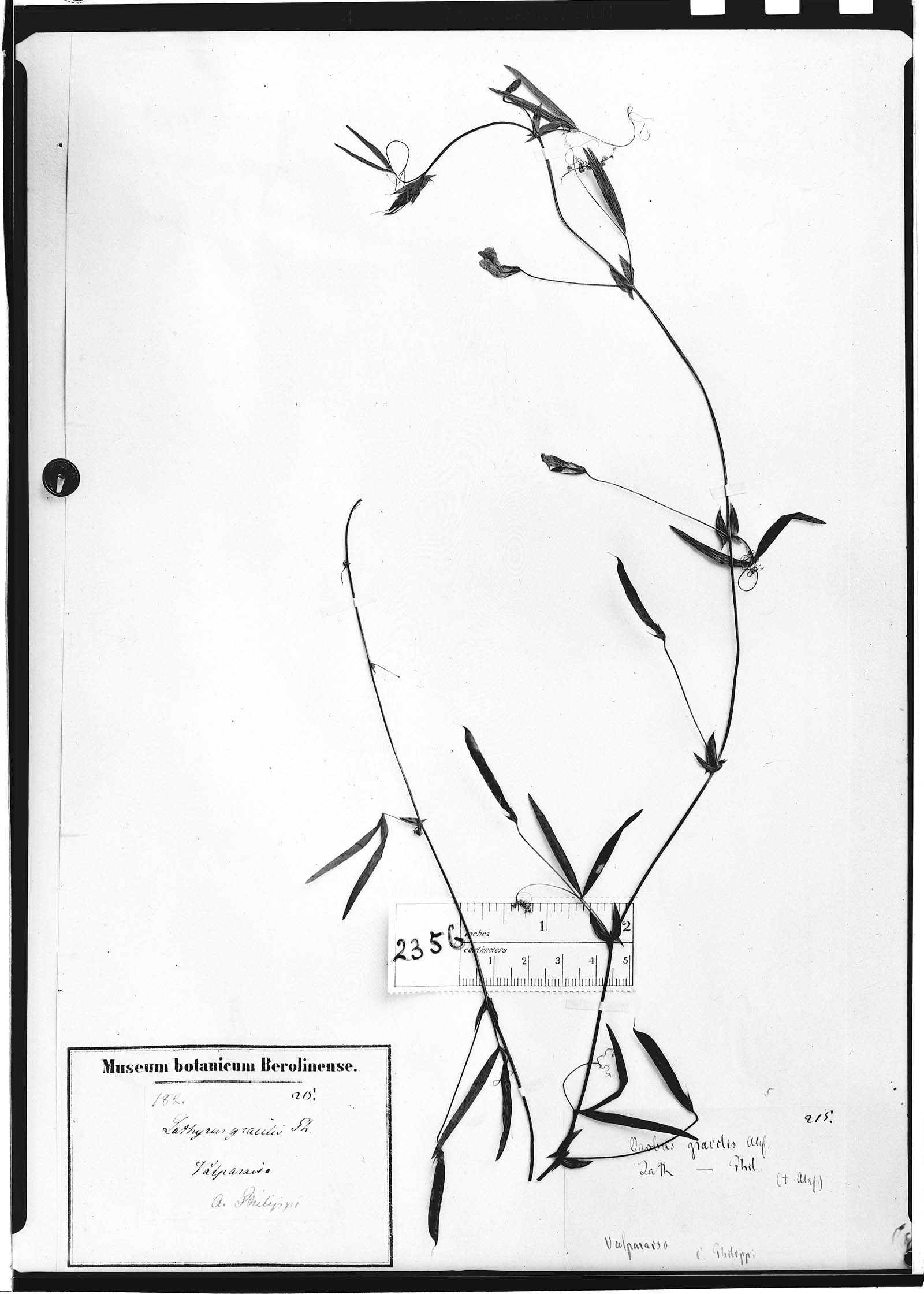 Lathyrus berteroanus image