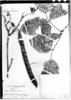 Clitoria brachycalyx image