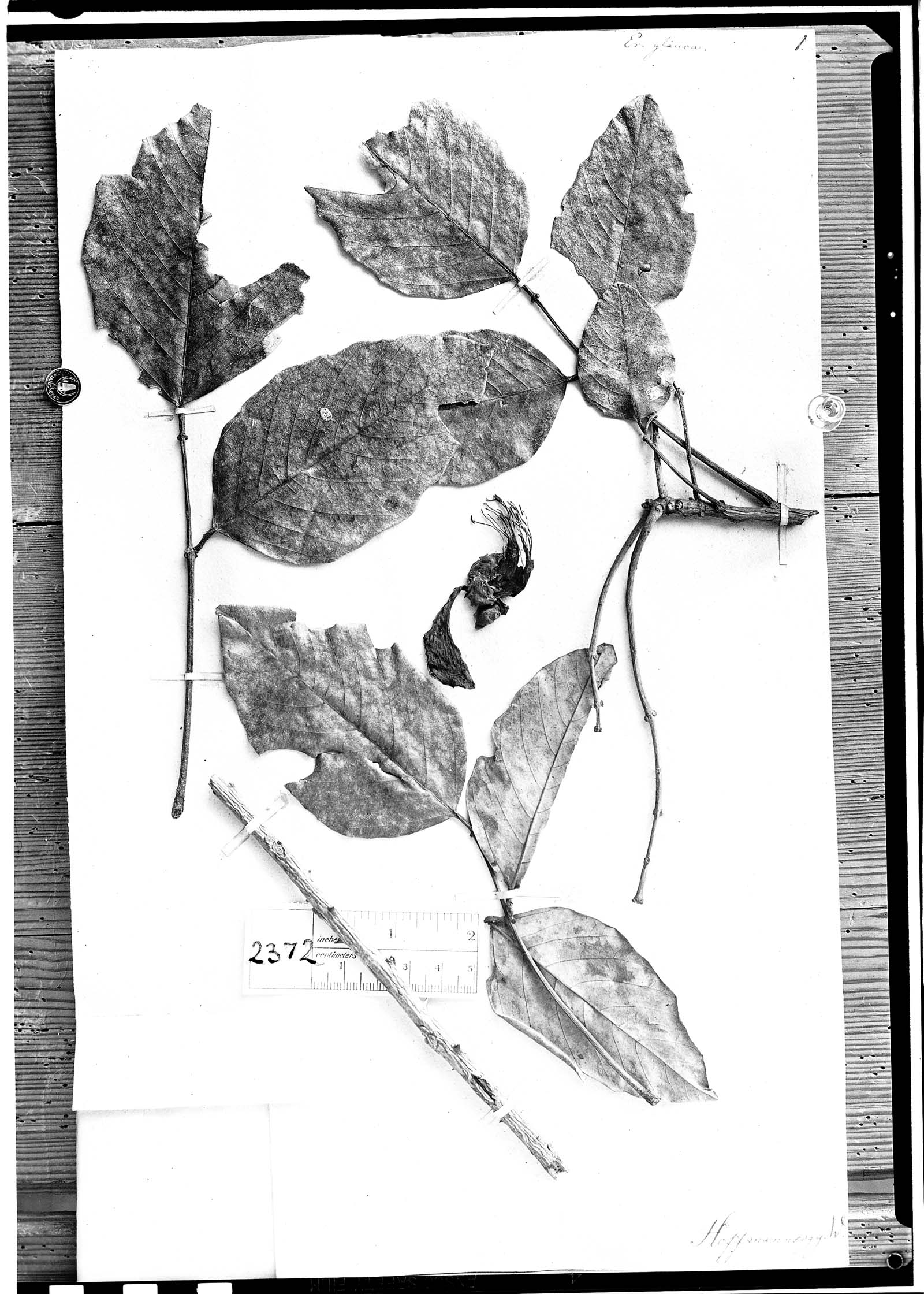 Erythrina glauca image