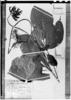 Erythrina polychaeta image