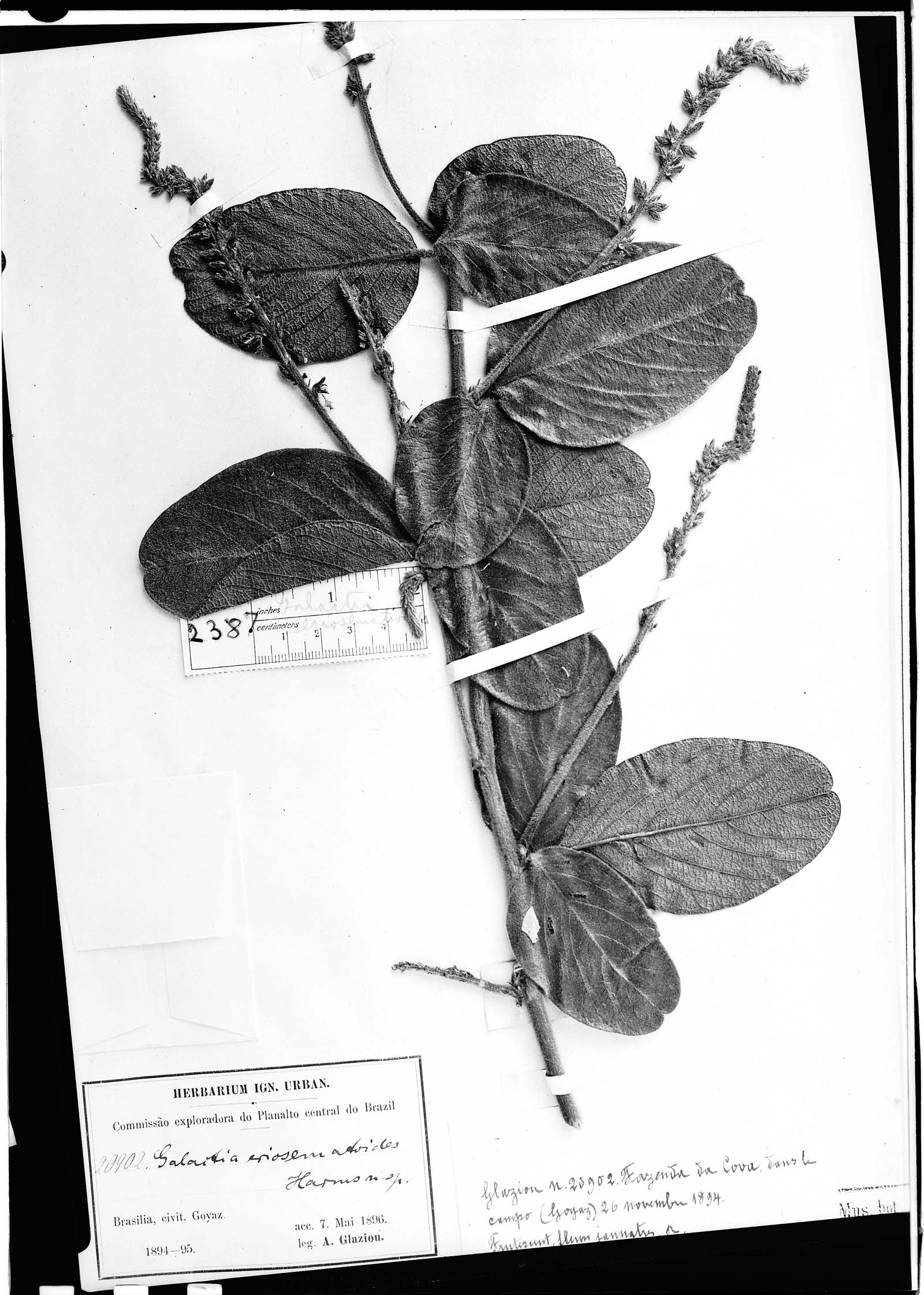 Galactia eriosematoides image