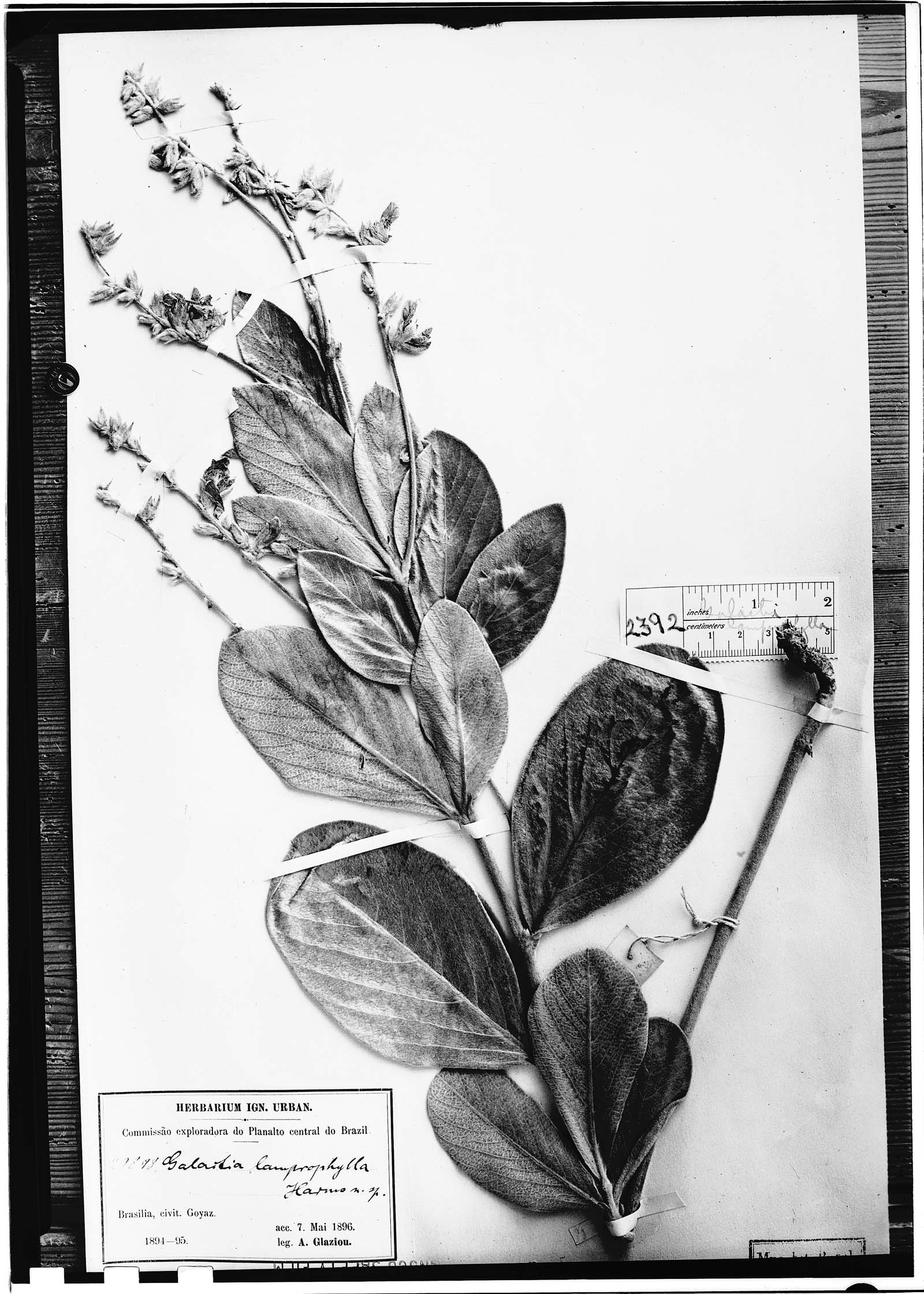 Galactia lamprophylla image