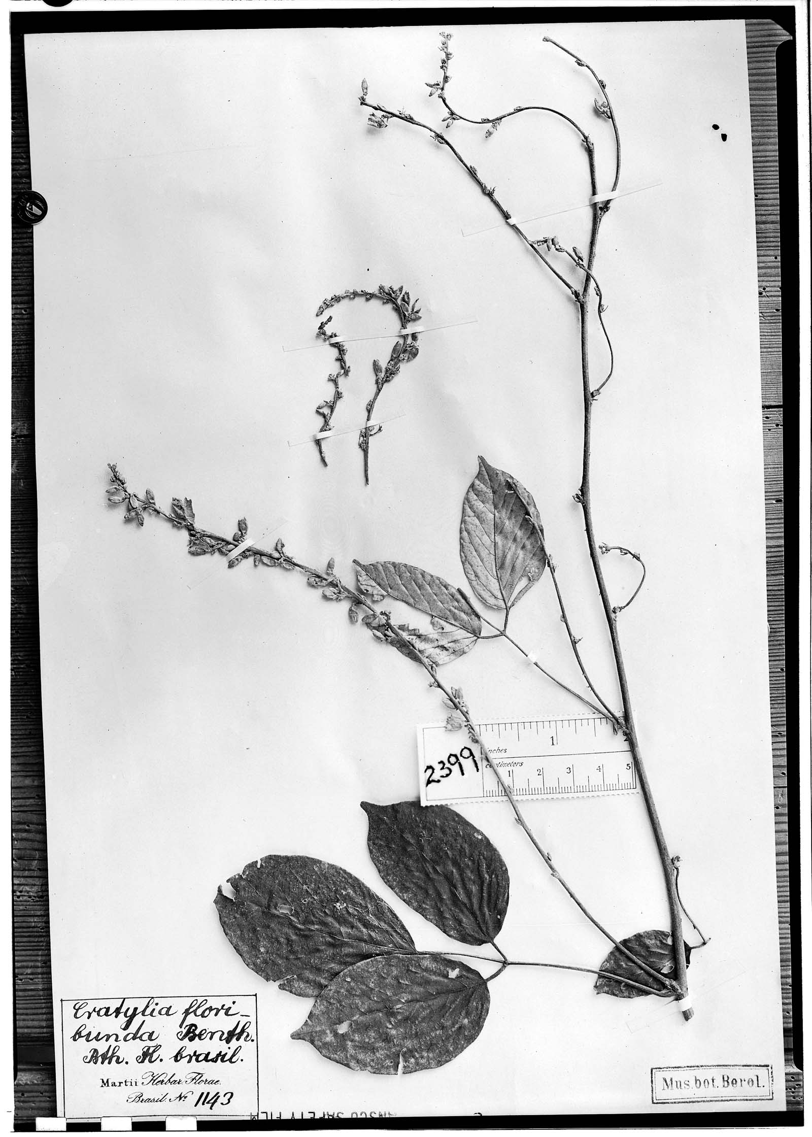Cratylia floribunda image