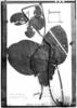 Cleobulia leiantha image