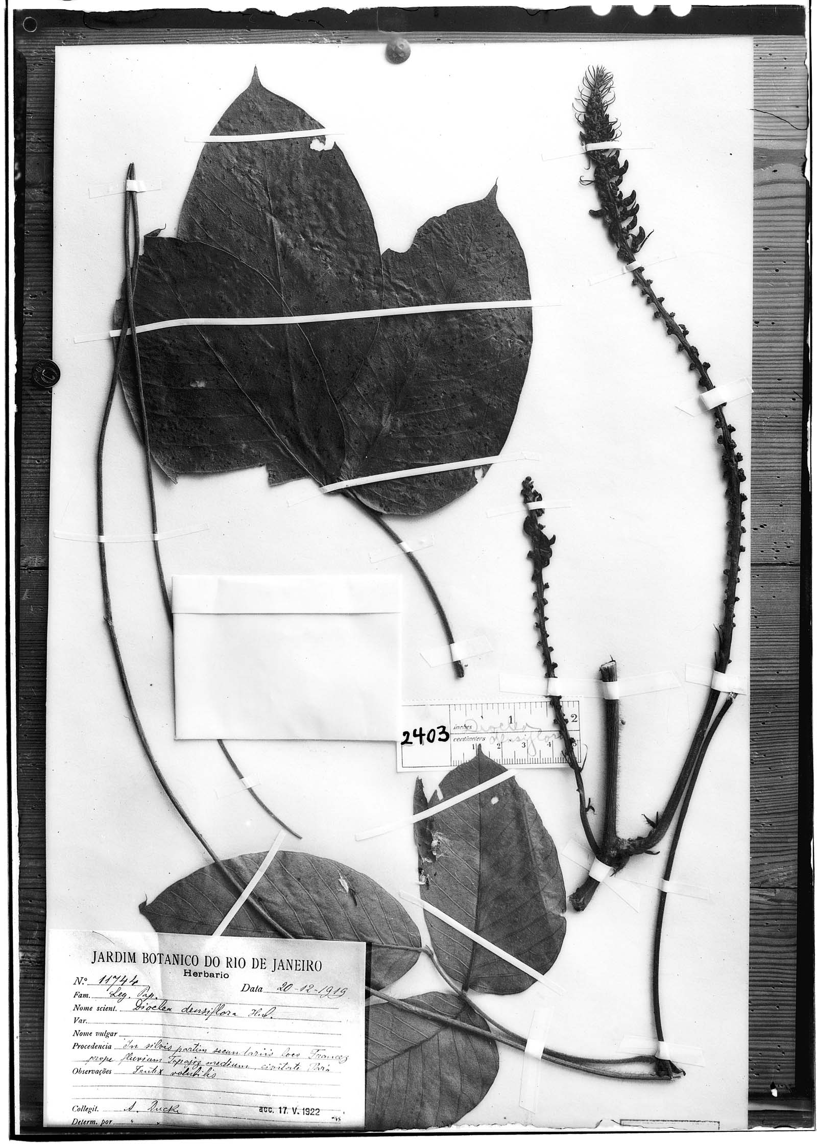 Dioclea densiflora image