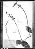 Dioclea fimbriata image