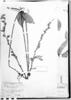 Dioclea macrantha image